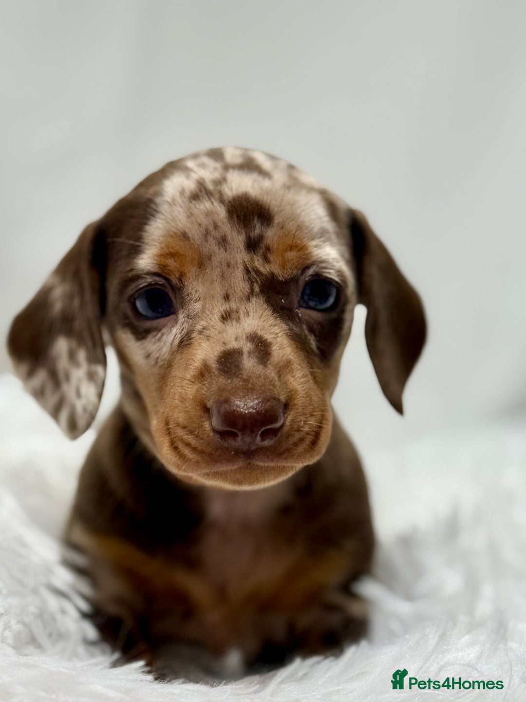 Miniature Dachshund dogs for sale: Stunning miniature dachshunds - Image 11