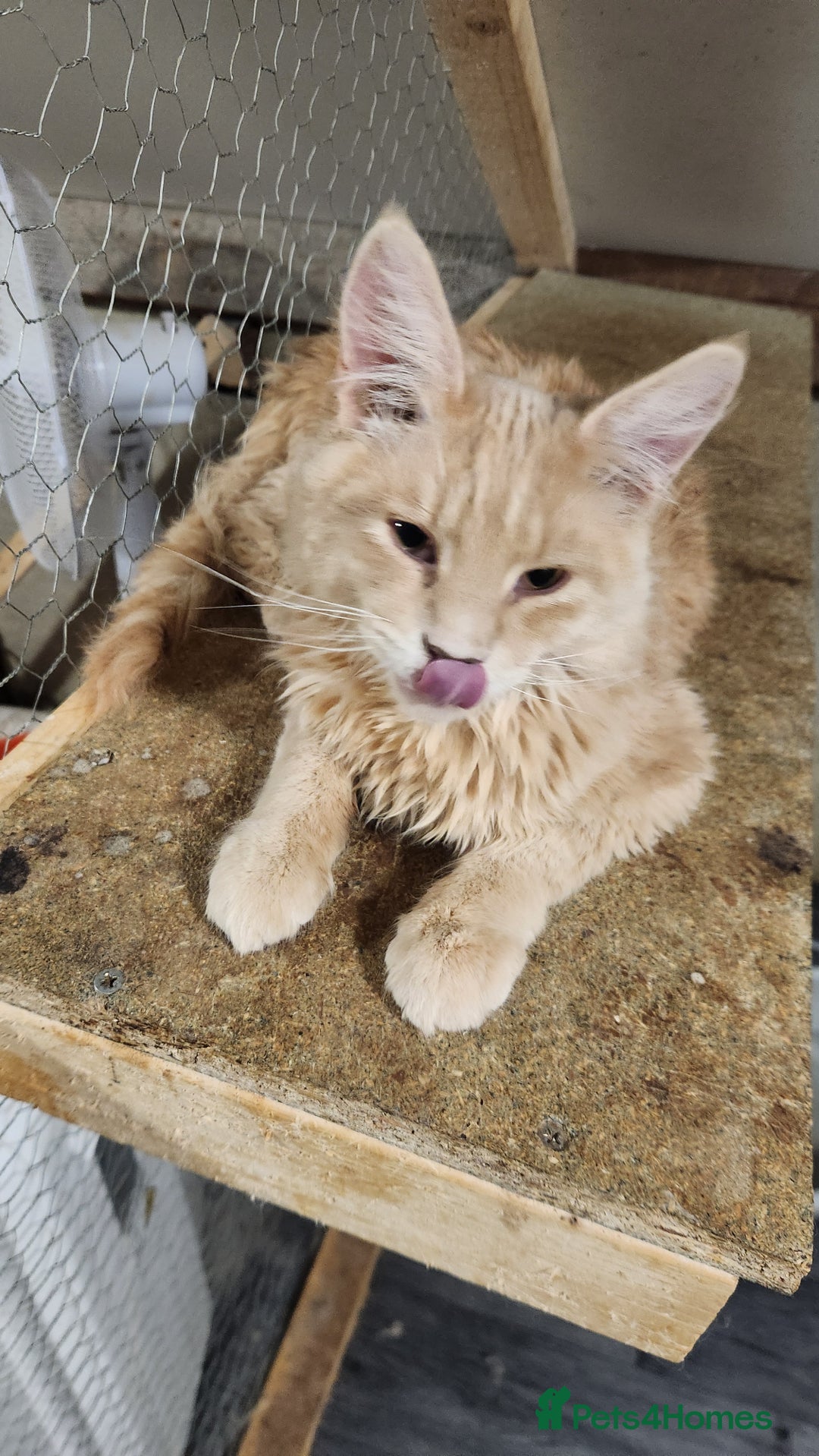 Siberian cats for sale: Pure Siberian kitten for sale - Advert 1