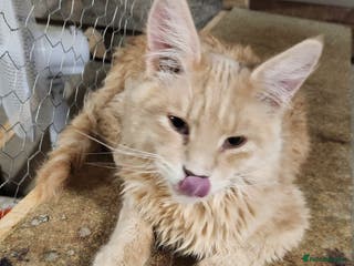 Siberian cats Pure Siberian kitten for sale - Advert 1