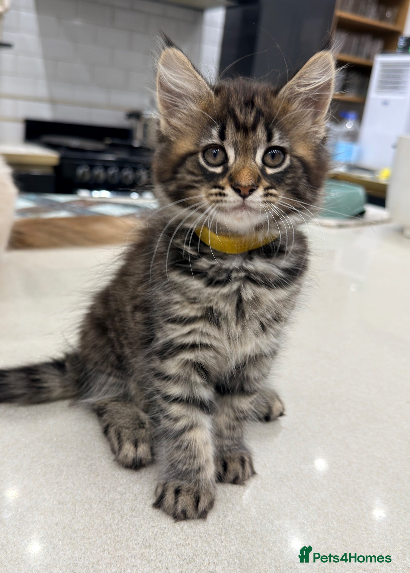 Maine Coon cats Half Maincoon Kitten/ 1 Female Left - Advert 2