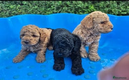 Cavapoo dogs for sale: 3 cavapoo pups for sale 2/male-1/girl - Image 2
