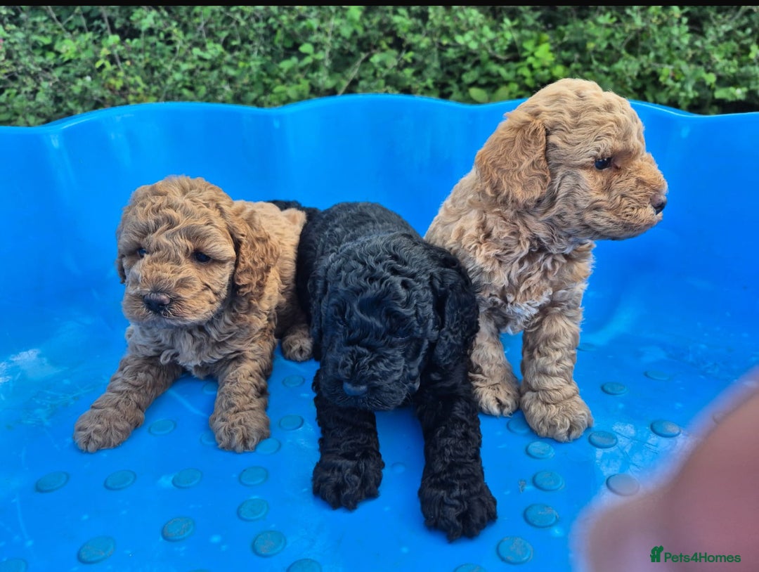 Cavapoo dogs for sale: 3 cavapoo pups for sale 2/male-1/girl - Image 2