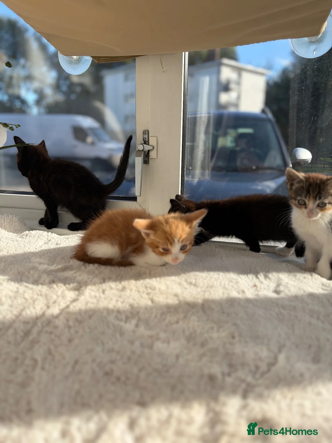 Mixed Breed cats for sale: Kittens looking for a forever family  - Advert 12