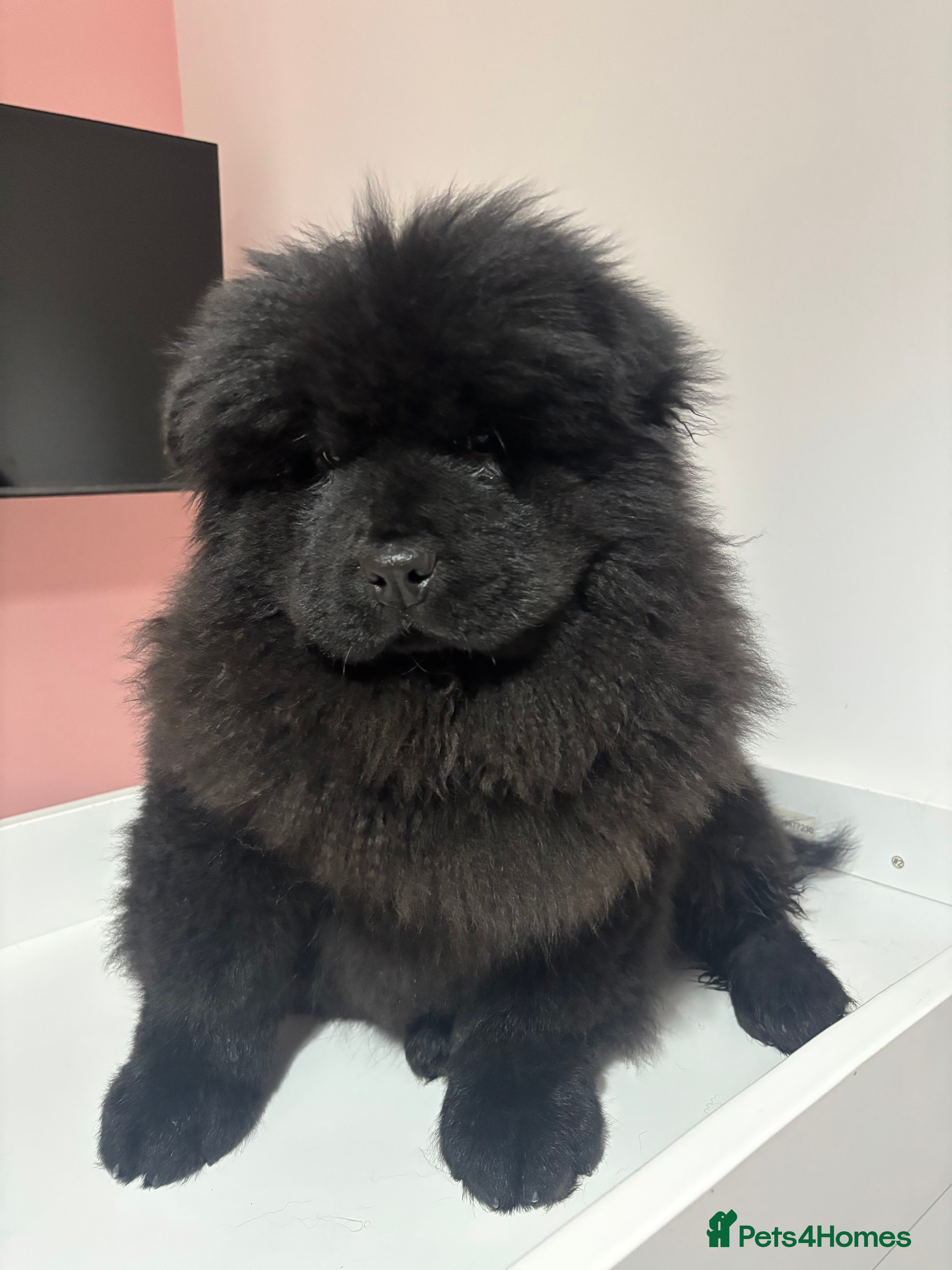 Chow Chow dogs One fluffy girl  Chow chow  - Advert 1