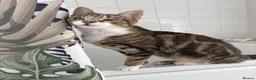Mixed Breed cats for sale: Kittens - Advert 7