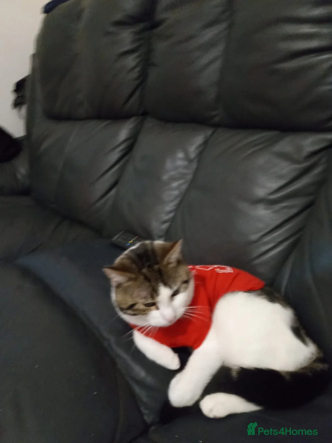 Mixed Breed cats for sale: Hi am ziggy a boy ive just truned one £0 - Advert 4
