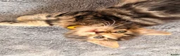 Mixed Breed cats for sale: Beautiful 7 kittens looking for forever homes - Advert 13