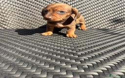 Dachshund dogs for sale: Dachshund Puppies  - Image 14