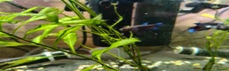 Bettas fish for sale: Bettas / Fighters mix beautiful blues & tempered  in Yelverton - Advert 10
