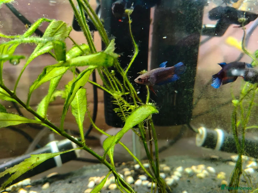 Bettas fish for sale: Bettas / Fighters mix beautiful blues & tempered  in Yelverton - Advert 10