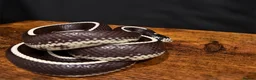 King Snake reptiles for sale: Male Striped California Kingsnake - Advert 2