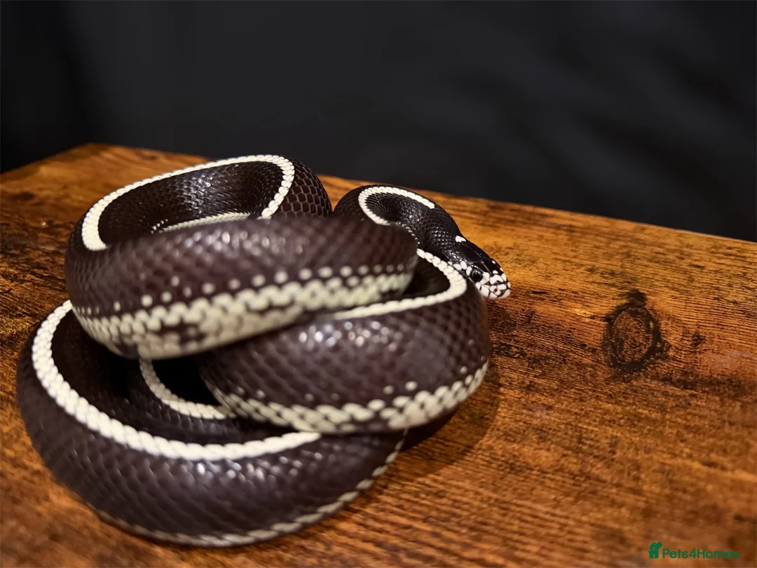 King Snake reptiles for sale: Male Striped California Kingsnake - Advert 2