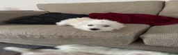 Maltese dogs for sale: Bichon maltese puppies mini toy 3 boys - Advert 4