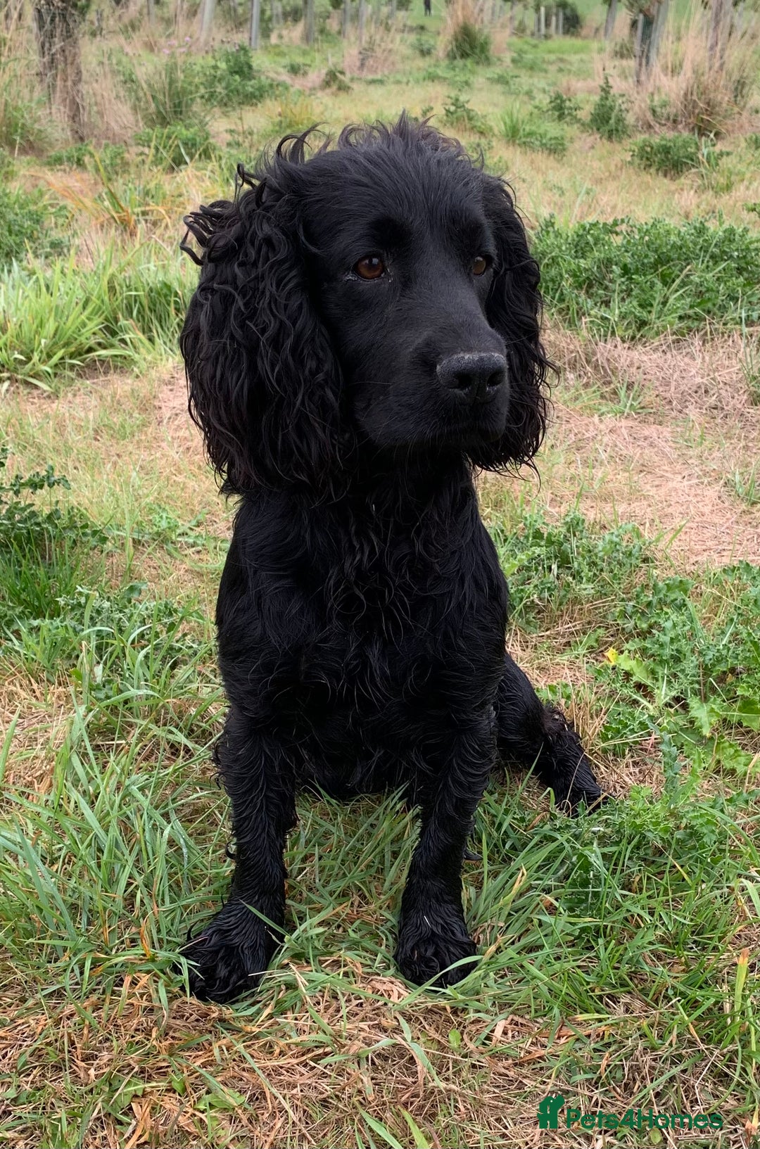 Cocker Spaniel dogs for sale: Cocker spaniel puppies x5 available 🏡  - Image 7