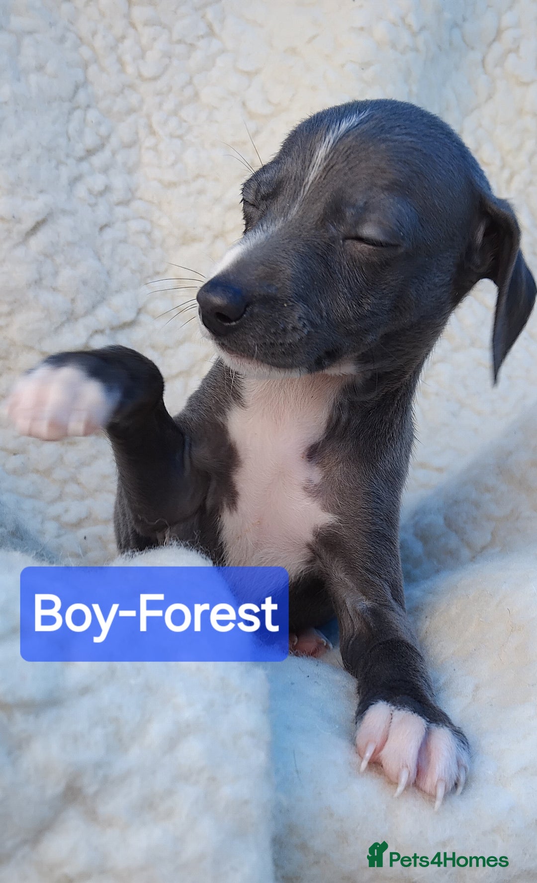Mixed Breed dogs for sale: Italian Greyhound x Whippet puppies - Image 11