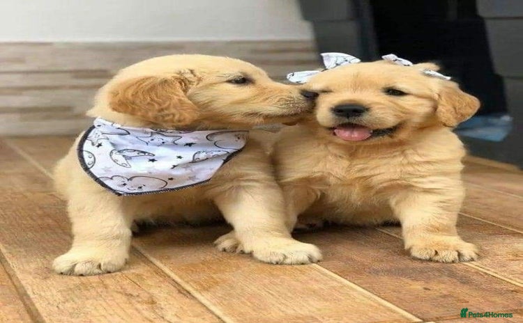 Golden Retriever dogs - Advert 1