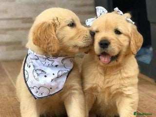 Golden Retriever dogs - Advert 1