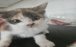 Mixed Breed cats for sale: Ready for new home kittens and 1 year female - Image 3