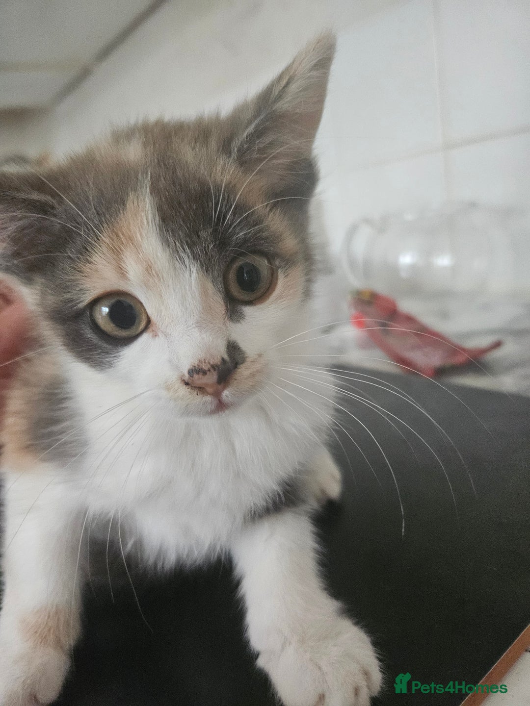 Mixed Breed cats for sale: Ready for new home kittens and 1 year female - Image 3