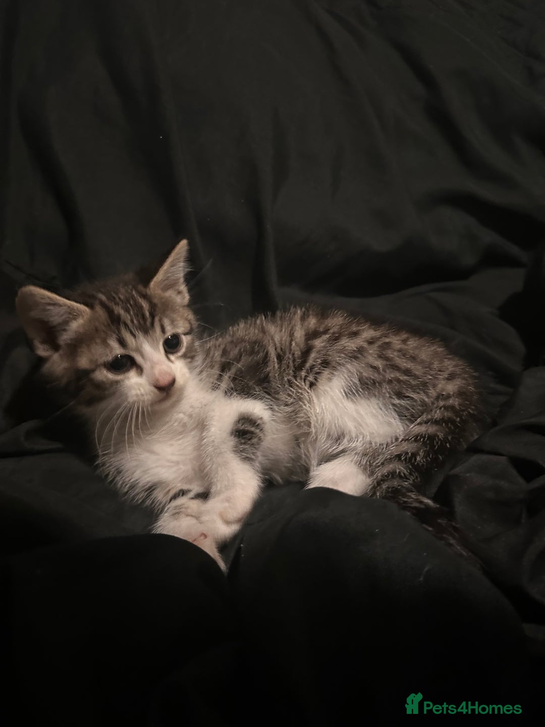 Mixed Breed cats for sale: Bengal mixed kittens  - Advert 3