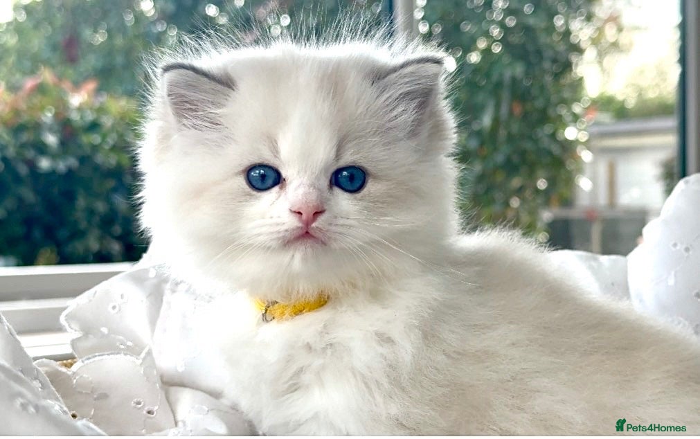 Ragdoll cats for sale: Elegant & stunning kittens  - Advert 2