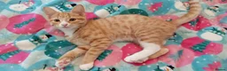 British Shorthair cats for sale: Beautiful kittens ready for loving homes. in London - Advert 12
