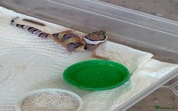 Leopard Gecko reptiles for sale: Leopard geckos baby leopard geckos  - Image 4