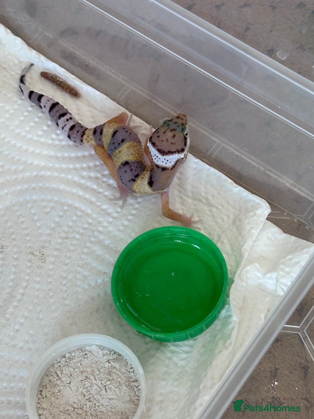 Leopard Gecko reptiles for sale: Leopard geckos baby leopard geckos  - Image 4