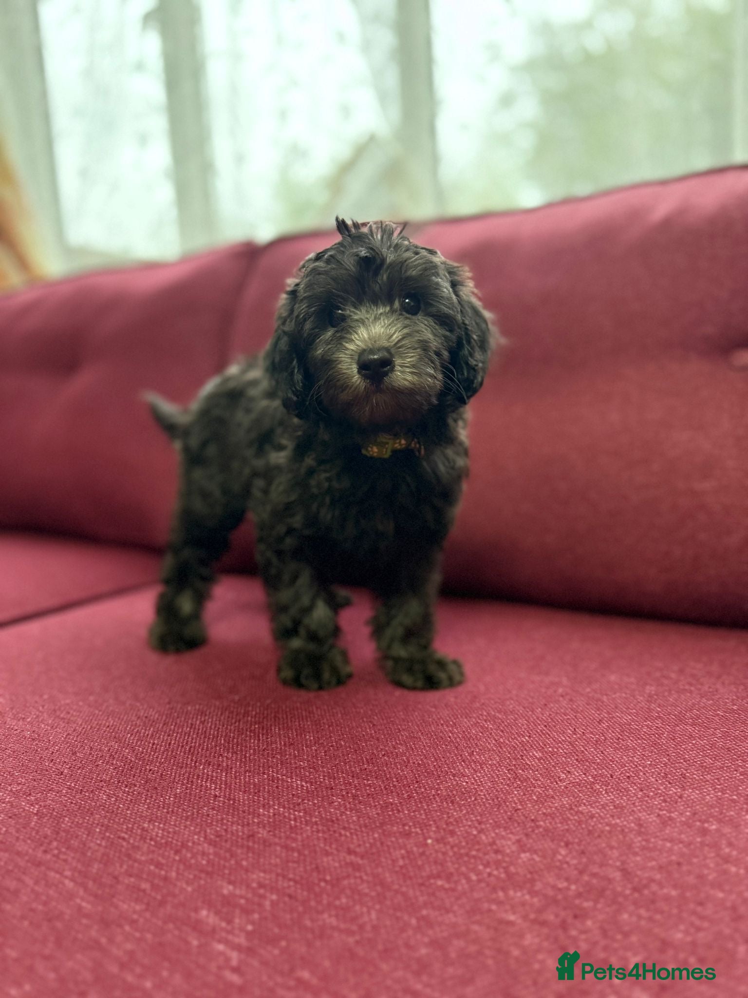 Toy Poodle dogs Last rare silver phantom toy poodle & chipoo - Advert 13