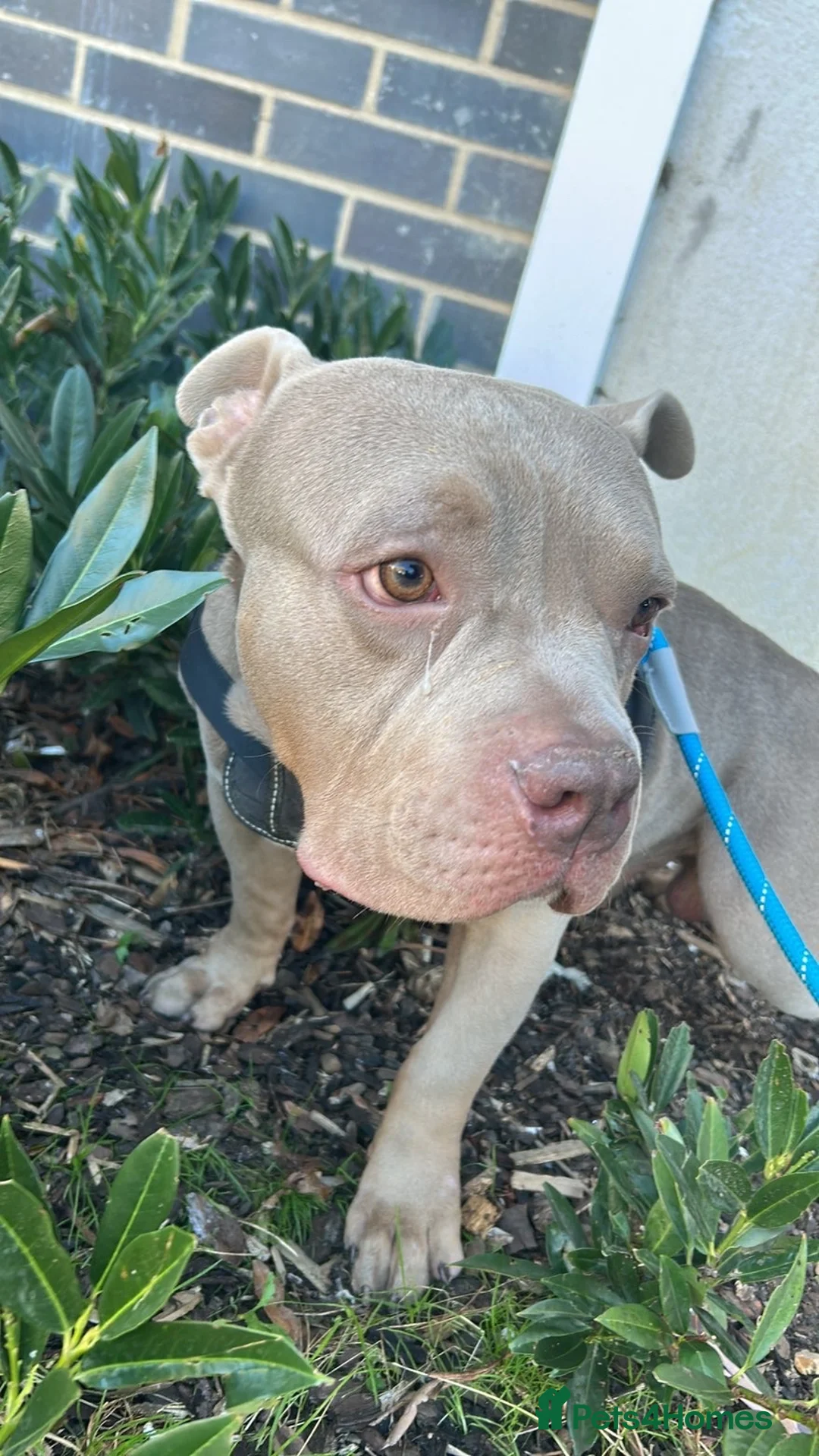 American Bully dogs for sale: Pocket bully  in Hemel Hempstead - Advert 4
