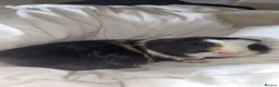 Guinea Pig rodents for sale: Guinea pigs  in Tranent - Advert 2