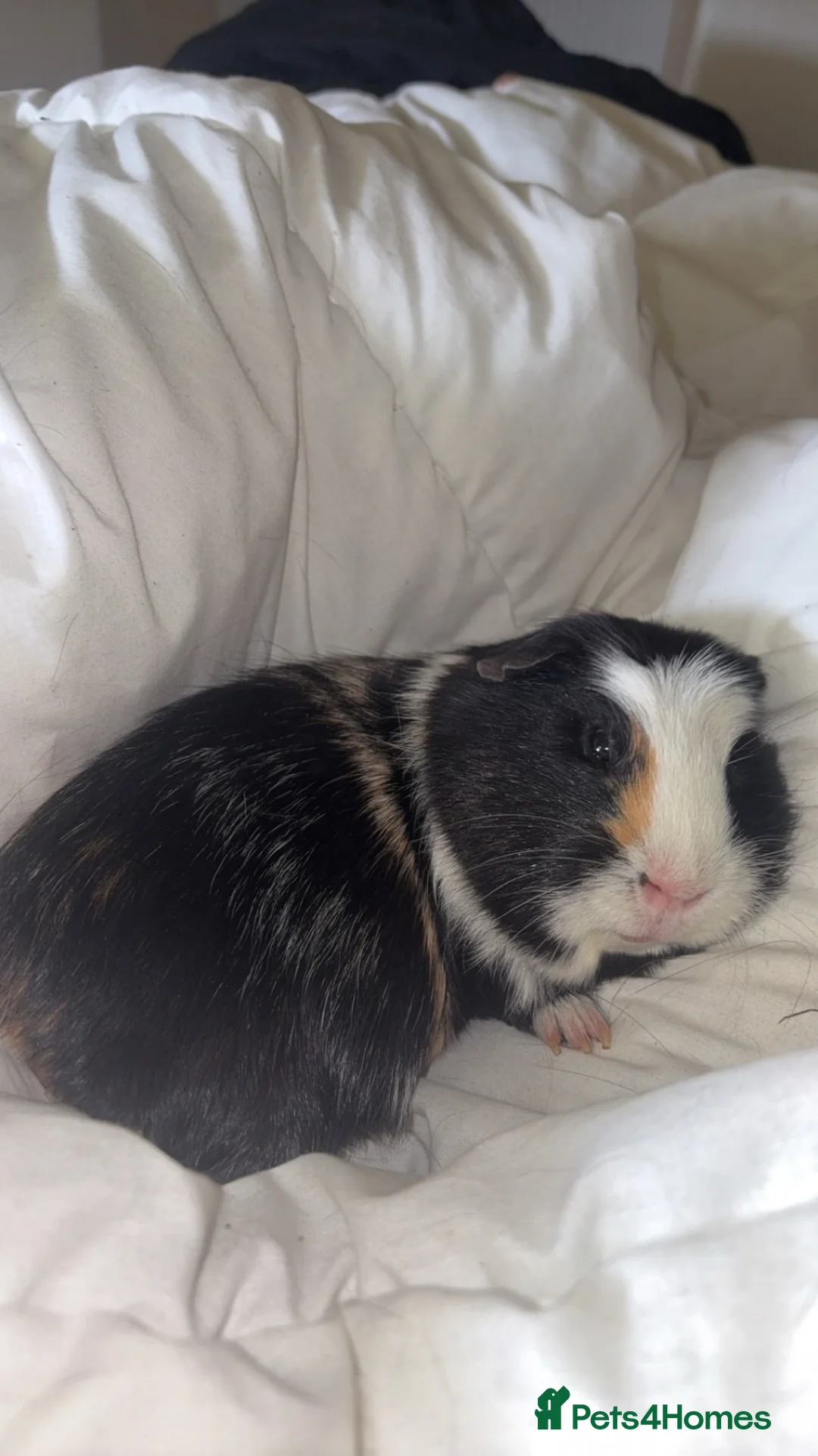Guinea Pig rodents for sale: Guinea pigs  in Tranent - Advert 2