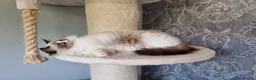 Ragdoll cats for sale: Tica registered Amazing quality kittens - Advert 10