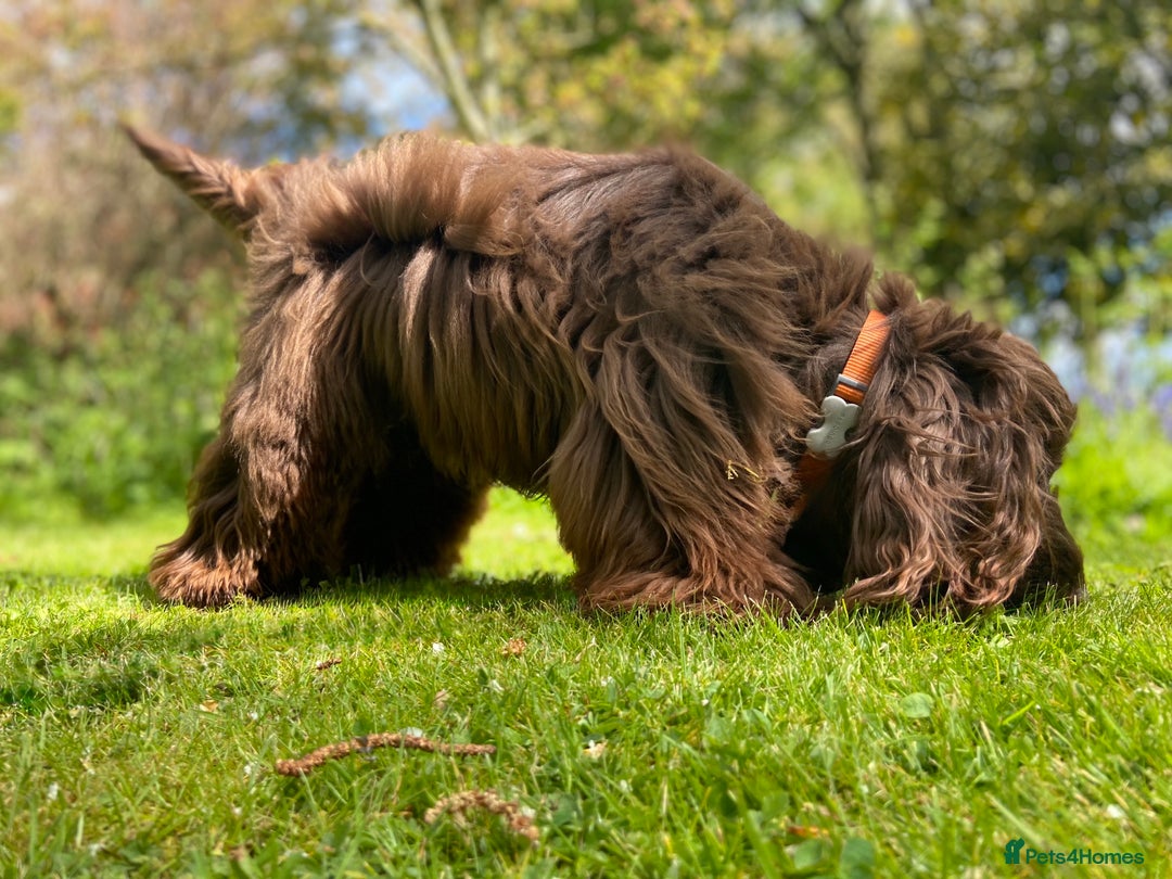 Cocker Spaniel dogs for stud: Fabulous Chocolate Show Cocker Spaniel Stud - Advert 8