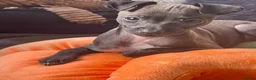 Italian Greyhound dogs for sale: 🐾✨Gorgeous KC Italian greyhound licensed breeder  - Advert 26