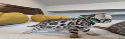 Bengal cats for sale: 🤍🤎🖤 GORGEOUS BENGAL KITTENS 🖤🤎🤍 - Advert 25