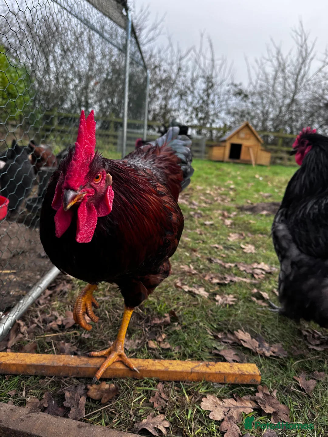 Chickens poultry for sale: Buff Orpington and Rhode Island Red Rooster - Advert 13