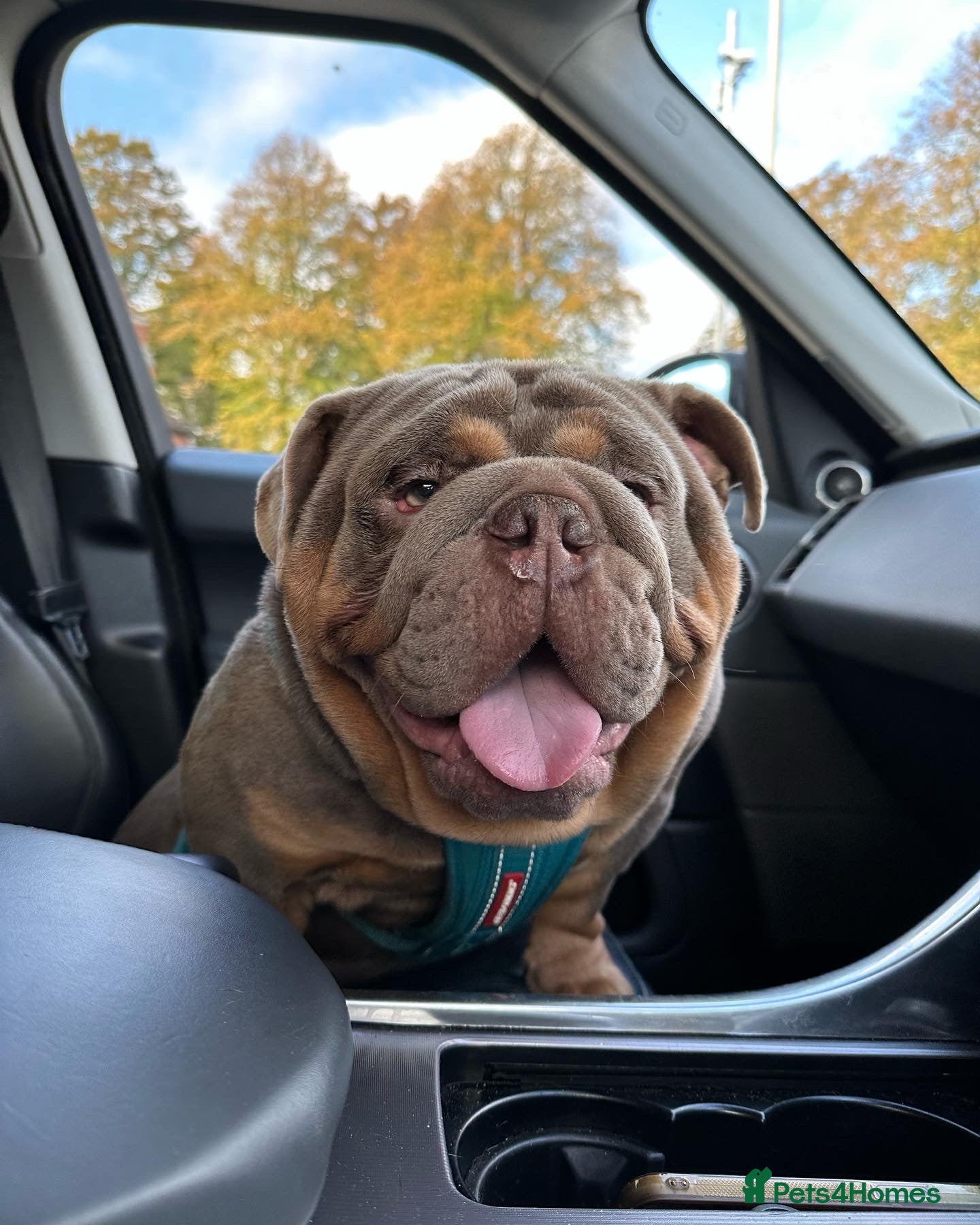 English Bulldog dogs full suited English bulldog stud well proven - Advert 17