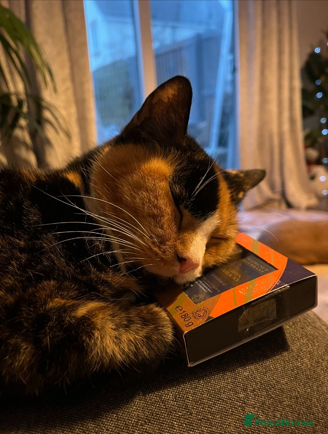 Mixed Breed cats for sale: Tortoise Shell Cat needs new home  - Advert 1