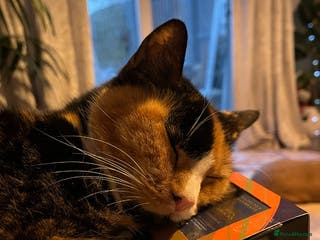 Mixed Breed cats Tortoise Shell Cat needs new home - Advert 16
