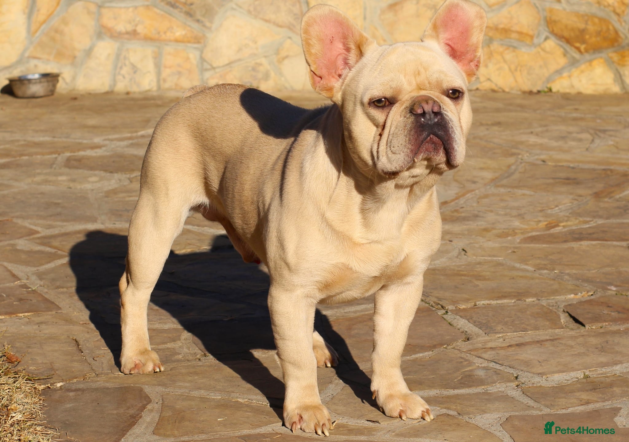 French Bulldog dogs French bulldog  - Advert 2