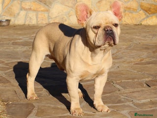 French Bulldog dogs for sale - Advert 1