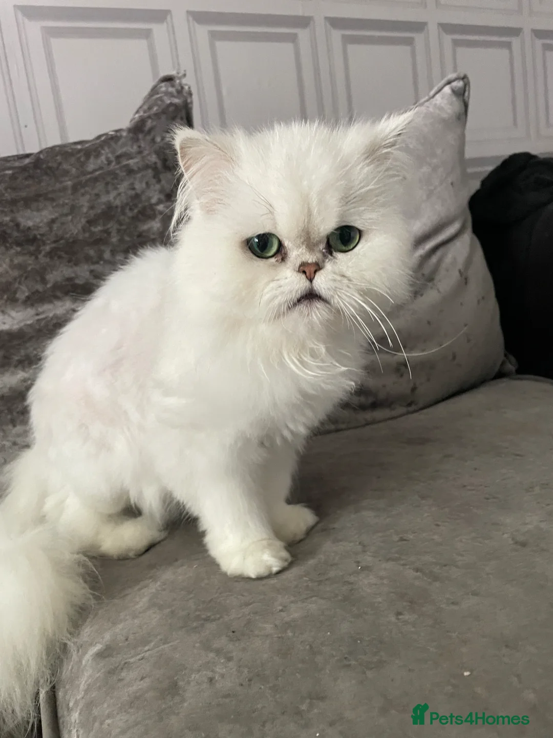 Persian cats for sale: Chinchilla Persian  - Advert 1