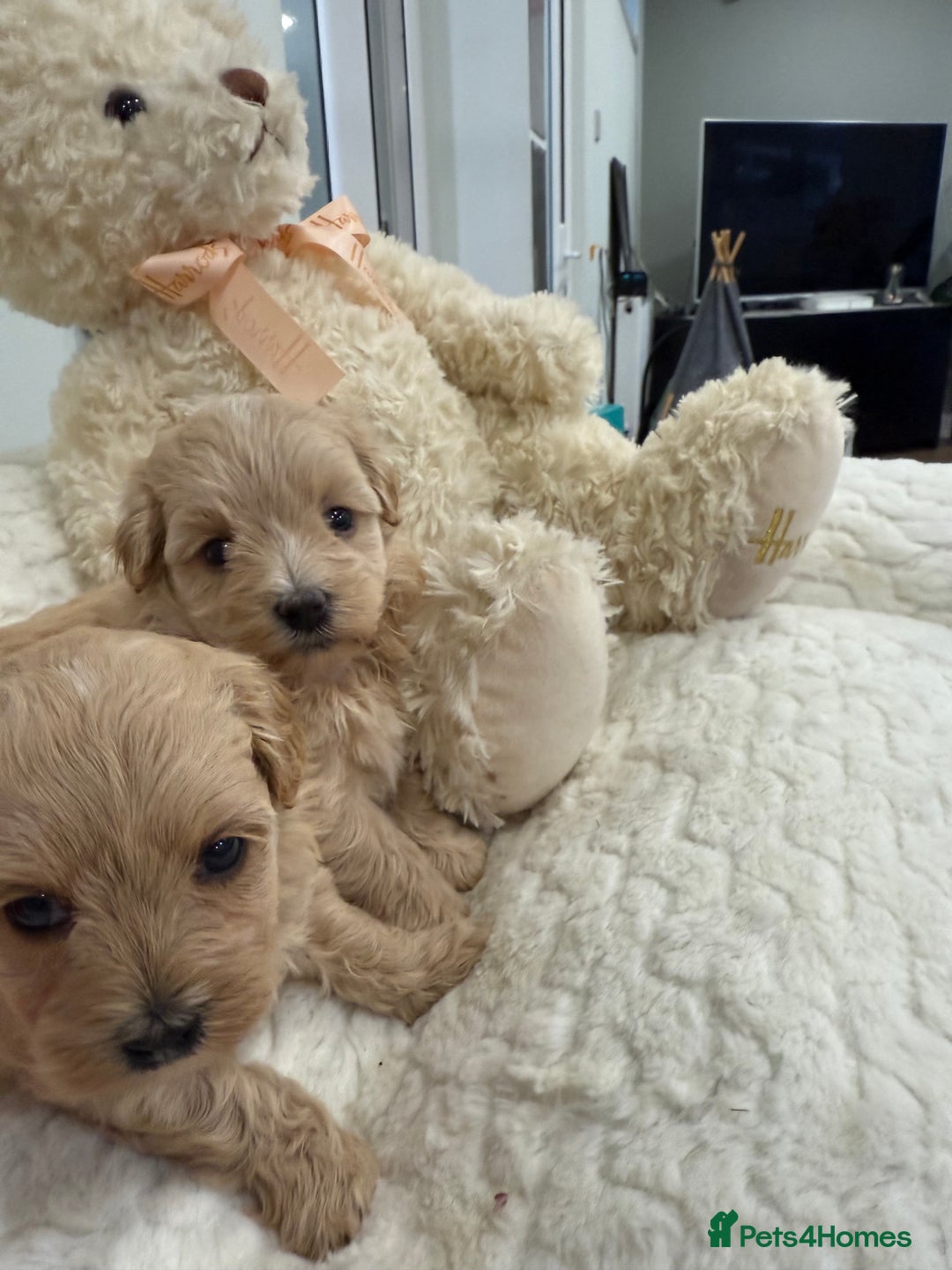 Maltipoo dogs for sale: 5 stunning fluffy girls. Fully dna clear parents.  - Advert 5