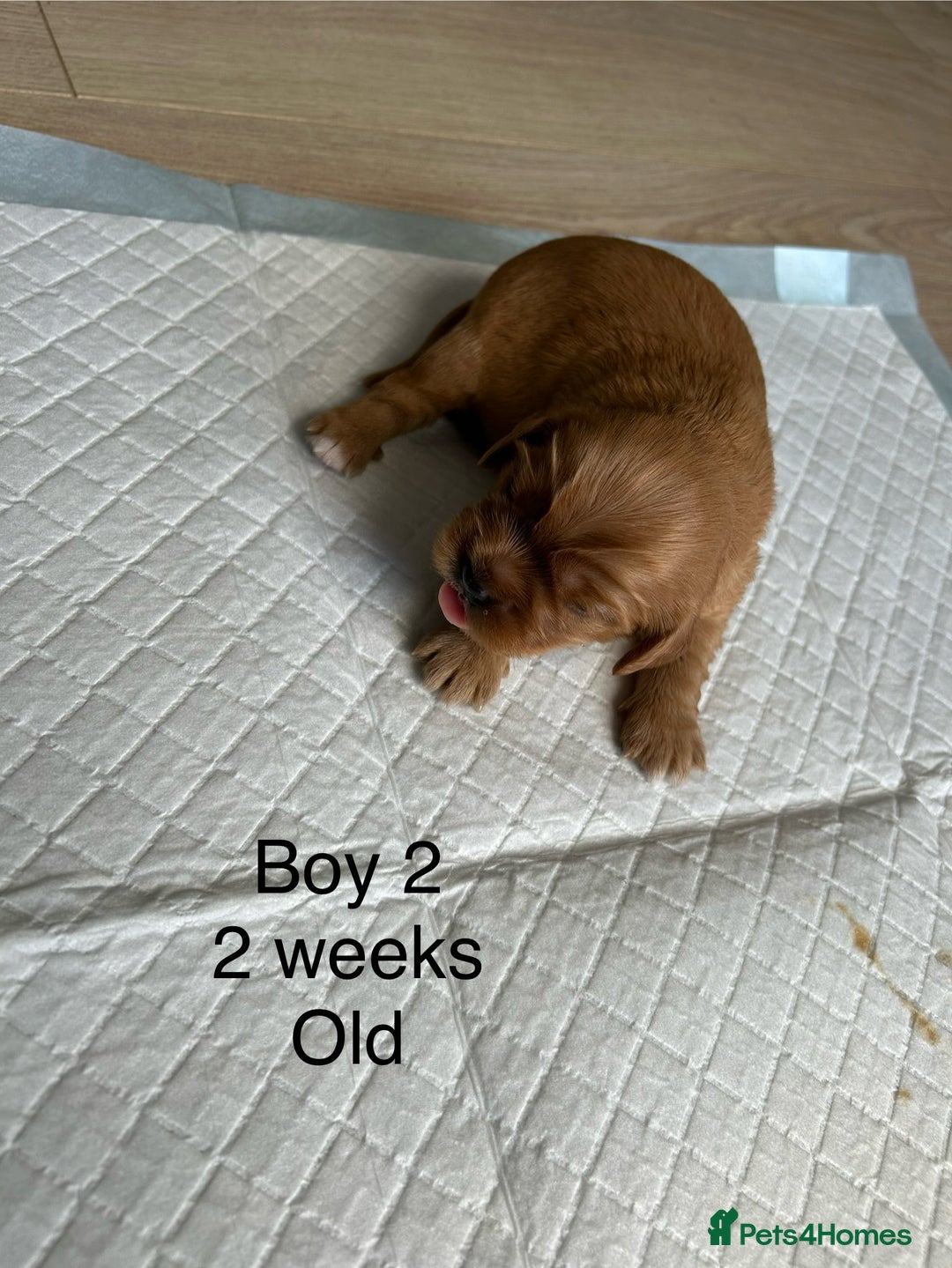 Cavapoo dogs for sale: Stunning Cavapoo puppies  - Image 9