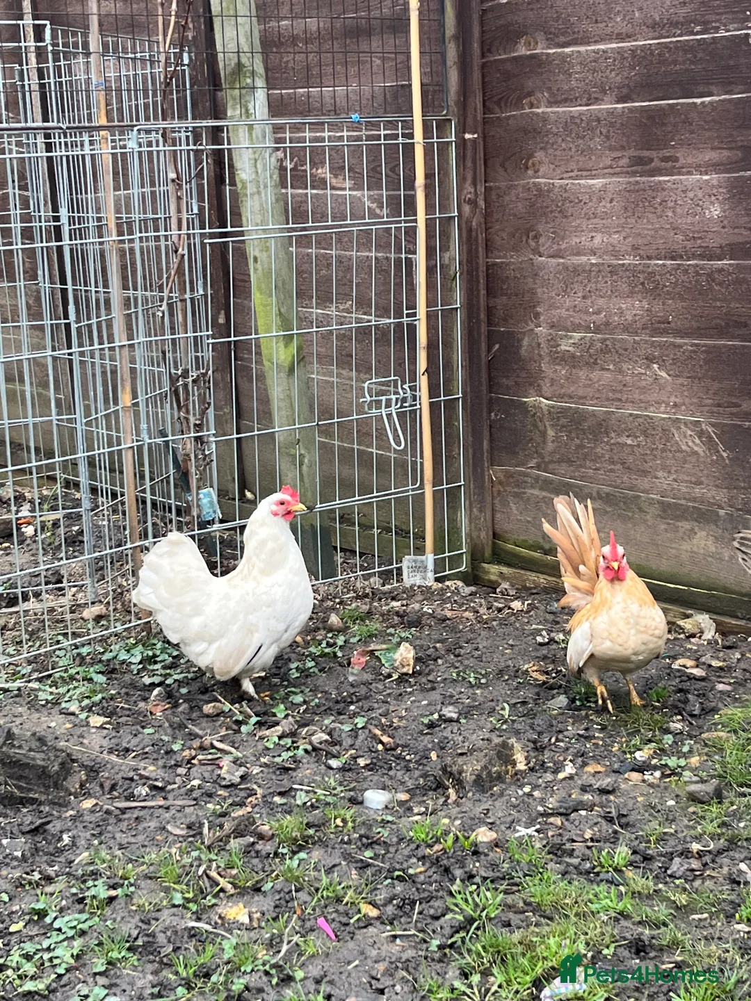 Chickens poultry for sale: Serama chicken  - Advert 4