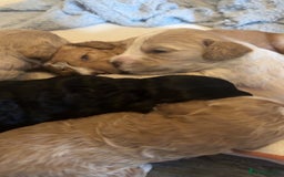 Mixed Breed dogs for sale: Litter off 8 girls f2 cockapoos  - Image 8