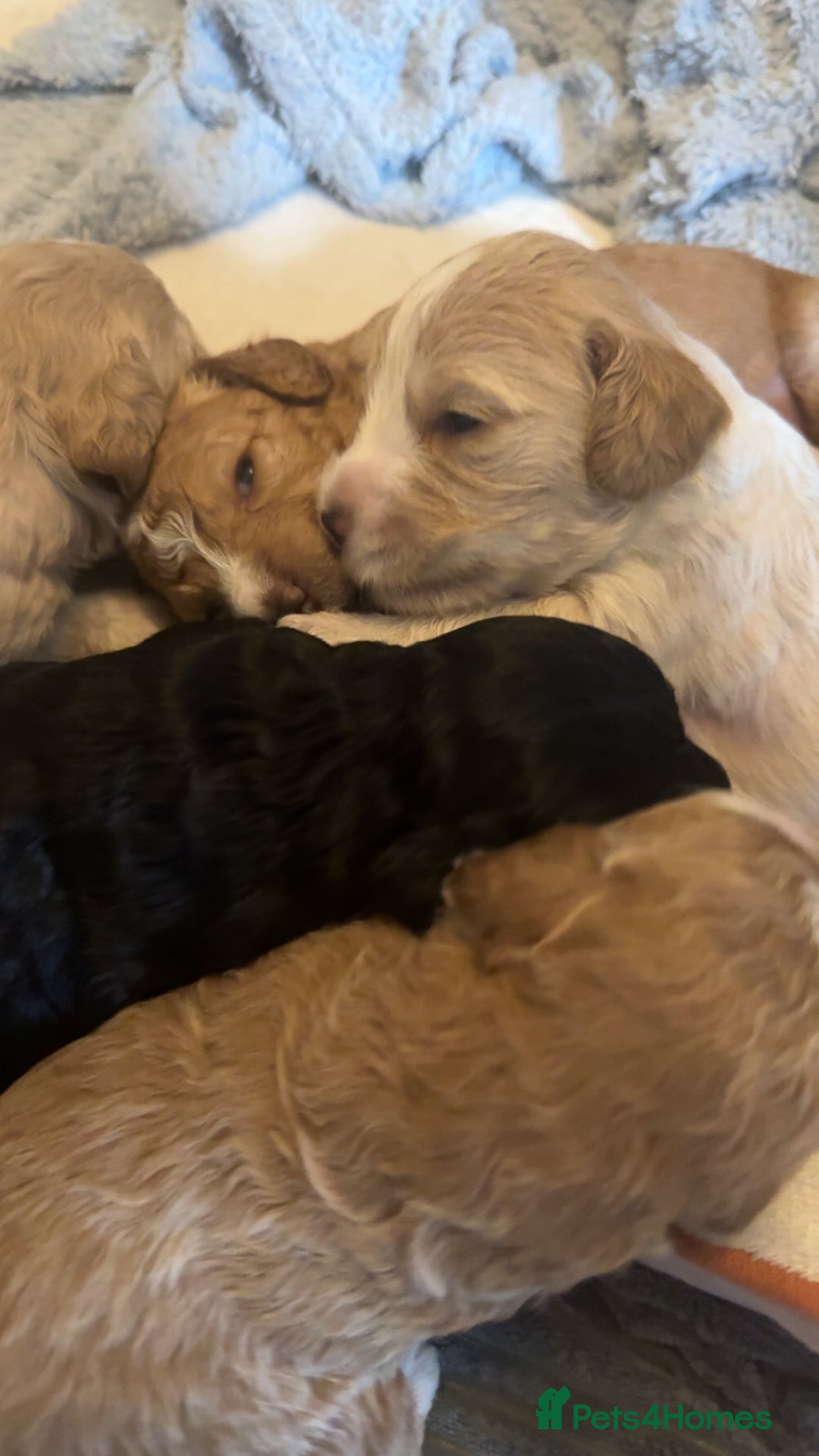 Mixed Breed dogs for sale: Litter off 8 girls f2 cockapoos  - Image 8