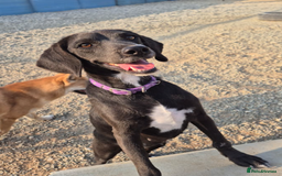 Mixed Breed dogs for adoption: Lillie- Kokoni x, child and dog friendly - Advert 3