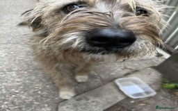 Mixed Breed dogs for adoption: LOLA - a superb girl, for a Loving Home - Image 1